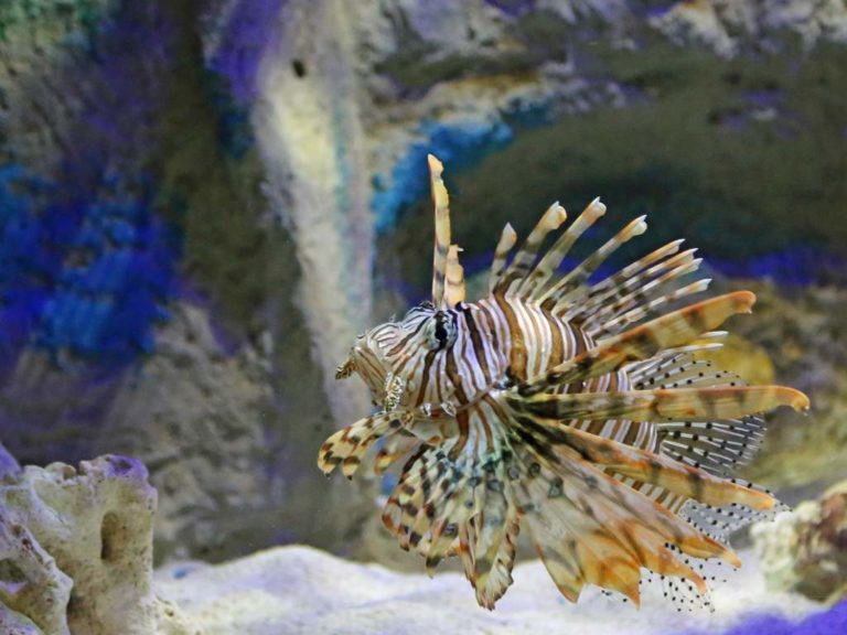 Mote Aquarium