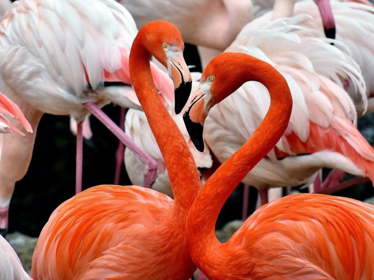 Sarasota Jungle Gardens